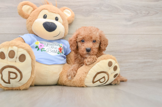 Funny Poodle Purebred Pup