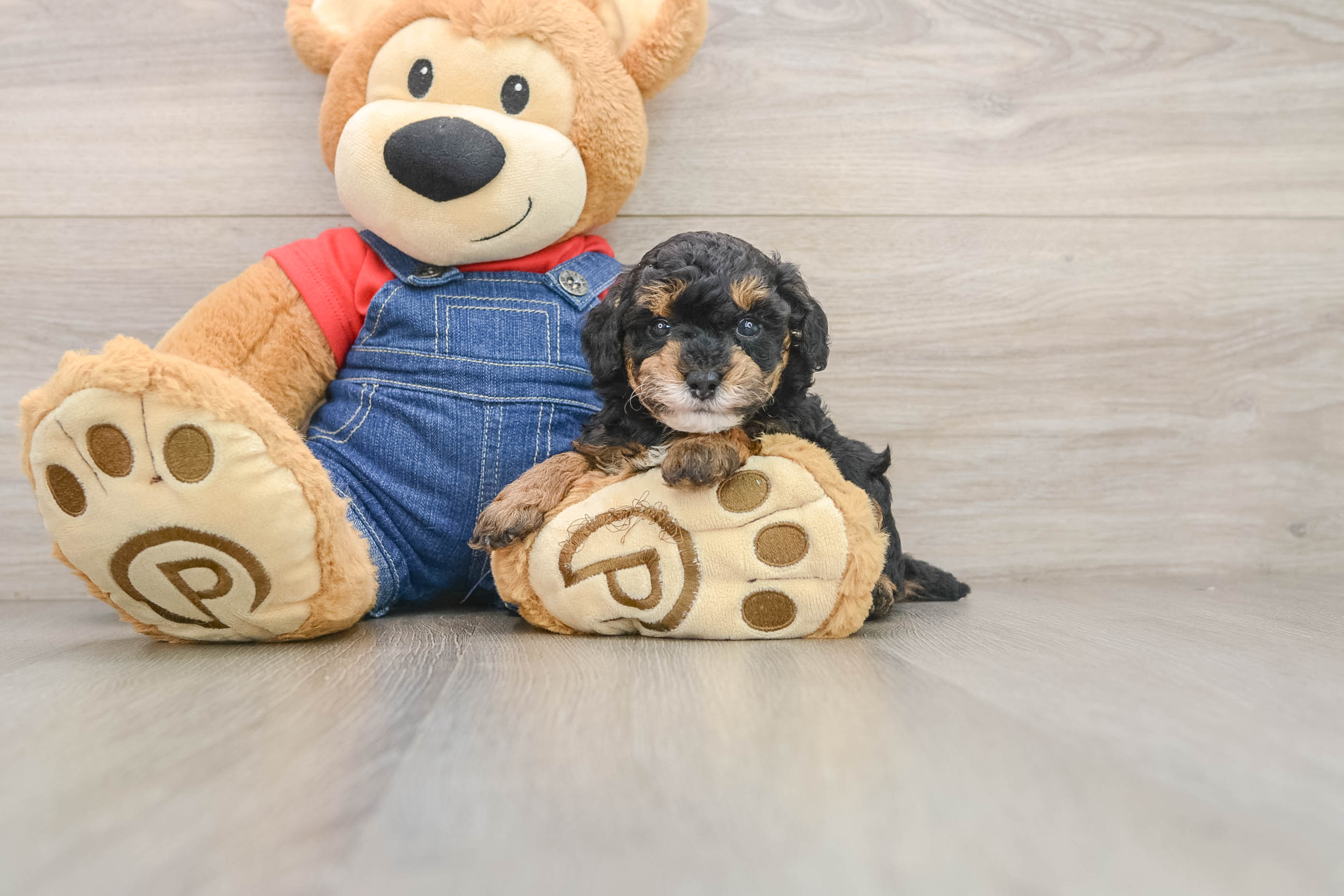 Popular Poodle Purebred Pup