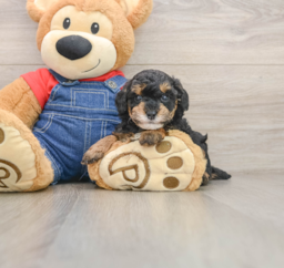 5 week old Poodle Puppy For Sale - Lone Star Pups