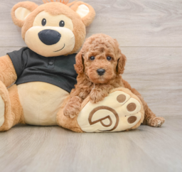 7 week old Poodle Puppy For Sale - Lone Star Pups