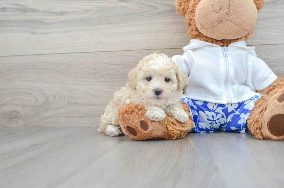 6 week old Poodle Puppy For Sale - Lone Star Pups