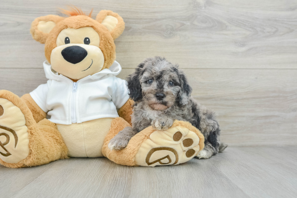 Fluffy Caniche Purebred Puppy