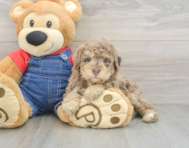 6 week old Poodle Puppy For Sale - Lone Star Pups