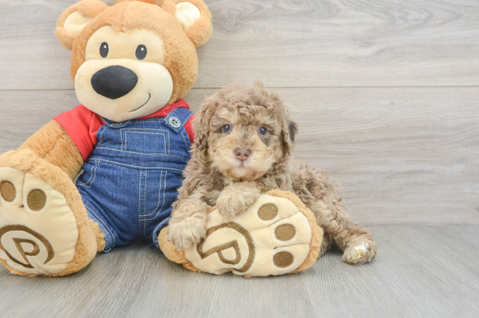 5 week old Poodle Puppy For Sale - Lone Star Pups
