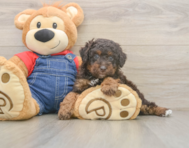 7 week old Poodle Puppy For Sale - Lone Star Pups
