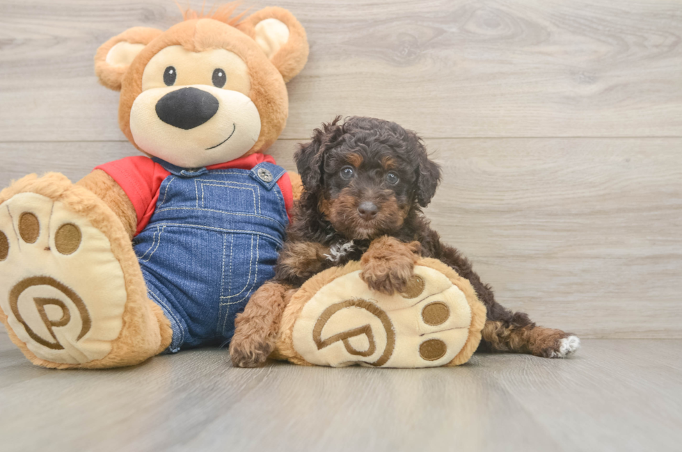 5 week old Poodle Puppy For Sale - Lone Star Pups