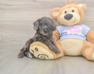 7 week old Poodle Puppy For Sale - Lone Star Pups