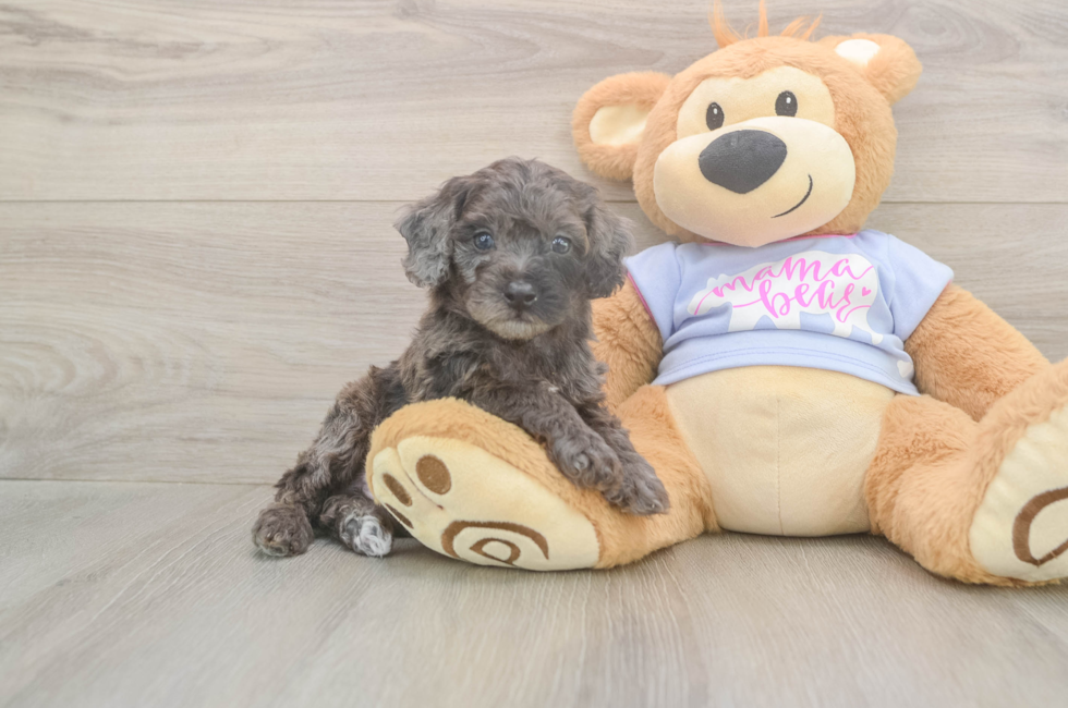5 week old Poodle Puppy For Sale - Lone Star Pups