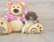 7 week old Poodle Puppy For Sale - Lone Star Pups