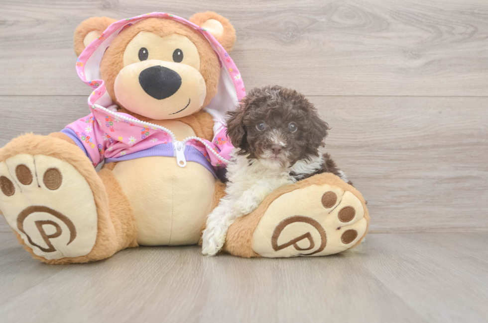 5 week old Poodle Puppy For Sale - Lone Star Pups