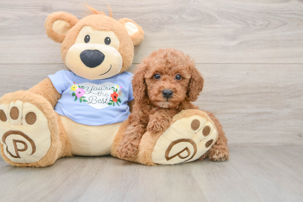 Funny Poodle Baby