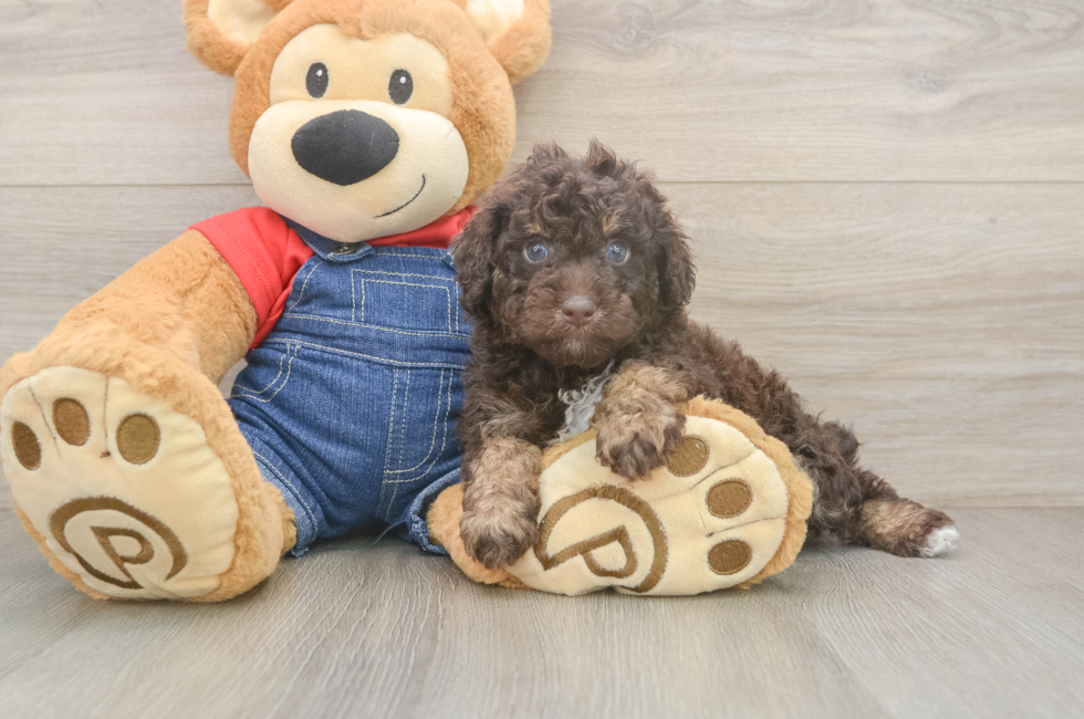5 week old Poodle Puppy For Sale - Lone Star Pups