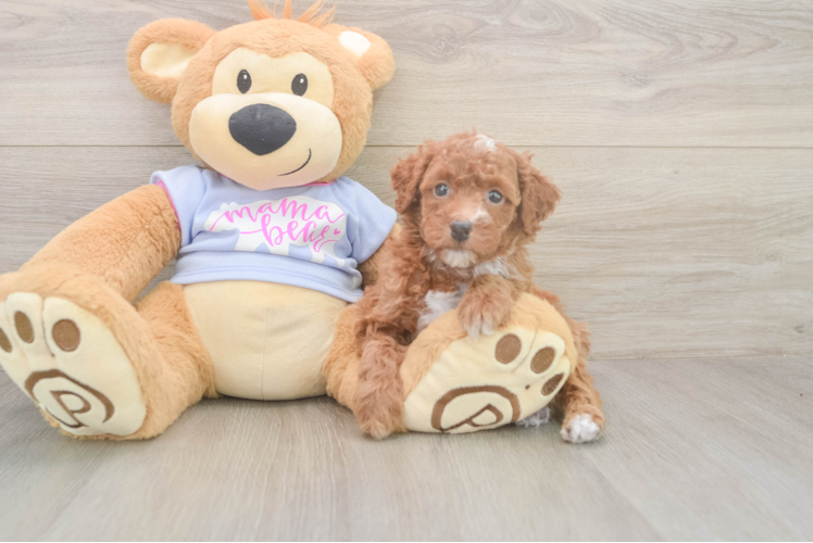 Poodle Puppy for Adoption