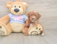 7 week old Poodle Puppy For Sale - Lone Star Pups