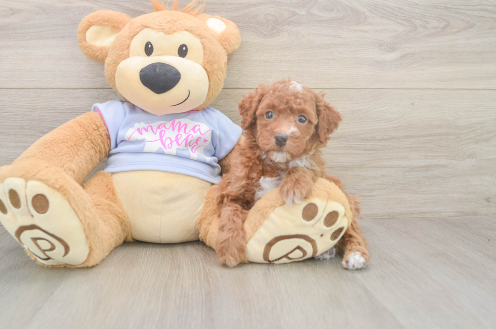 5 week old Poodle Puppy For Sale - Lone Star Pups