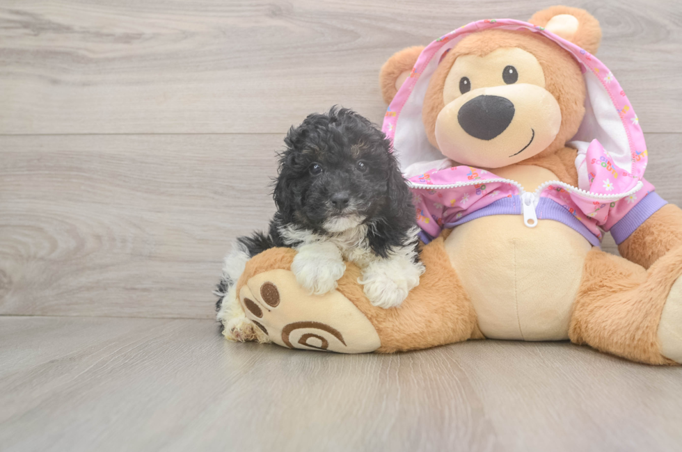 5 week old Poodle Puppy For Sale - Lone Star Pups