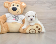 5 week old Poodle Puppy For Sale - Lone Star Pups