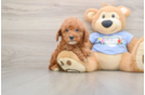 Poodle Pup Being Cute