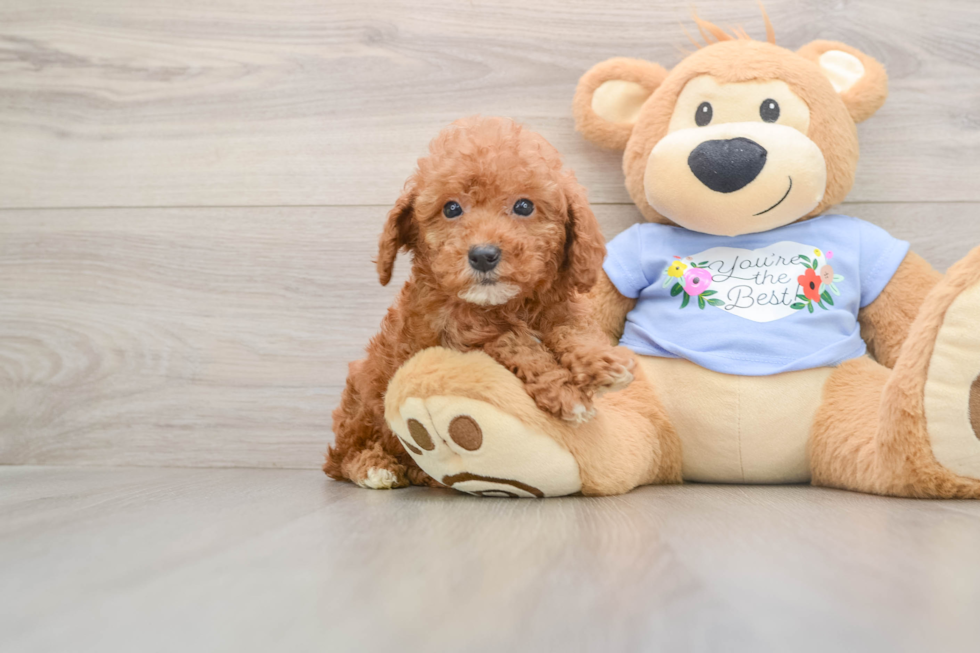 Poodle Pup Being Cute
