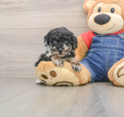 6 week old Poodle Puppy For Sale - Lone Star Pups