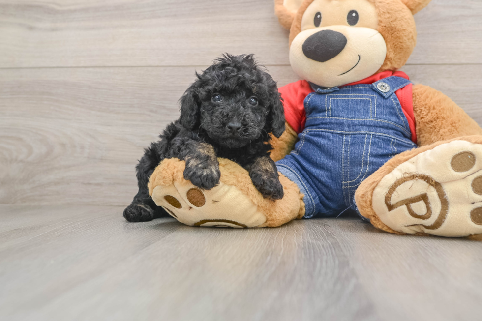 Fluffy Toy Poodle Purebred Puppy