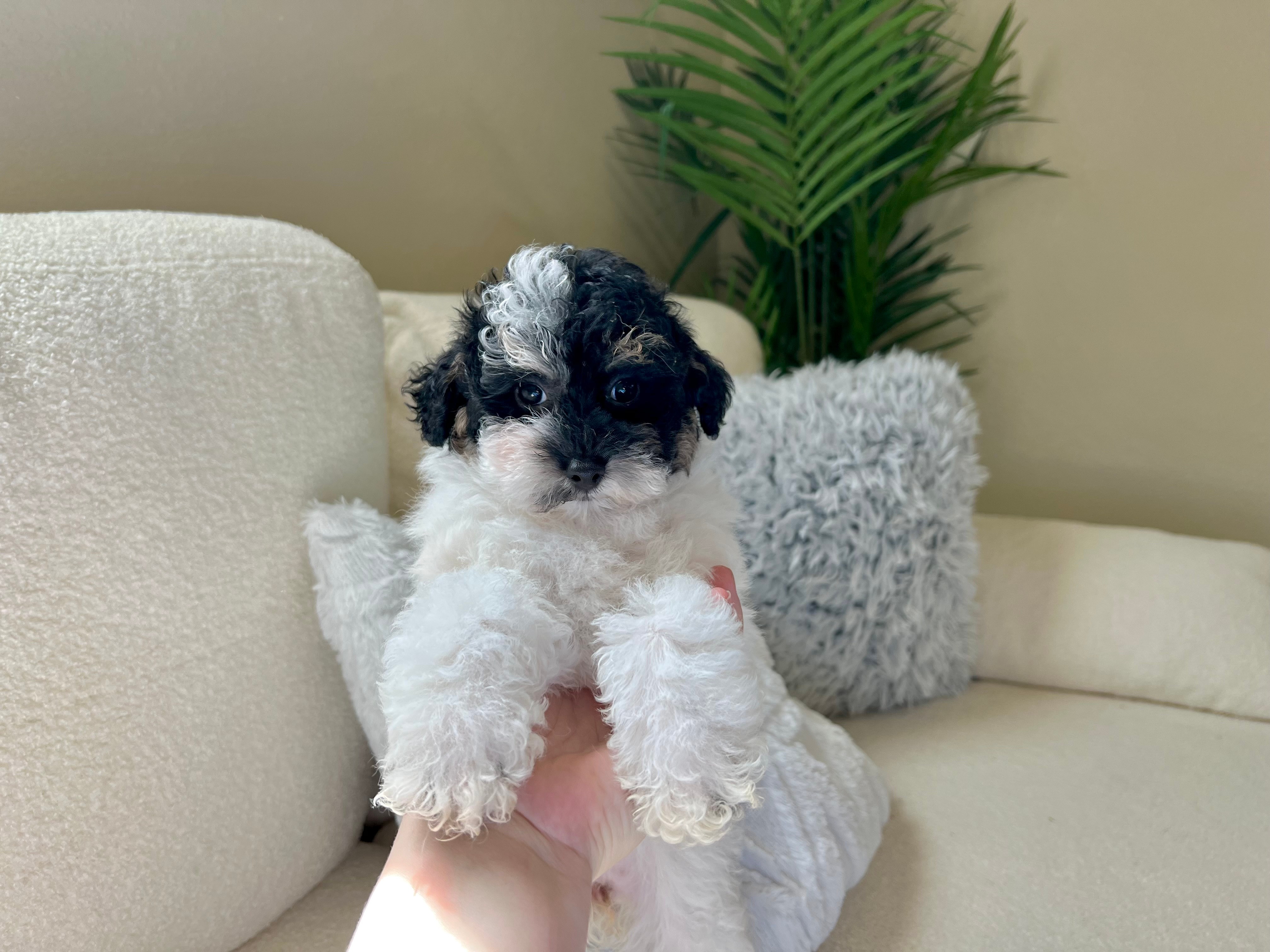 Cute Poodle Purebred Pup