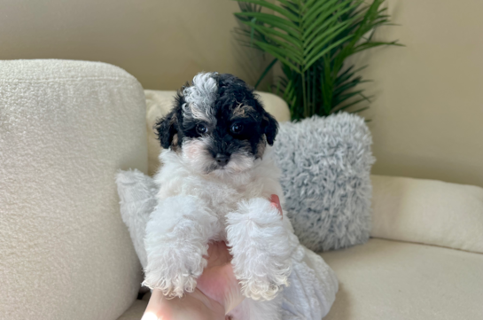 Grey toy poodle outlet puppies for sale