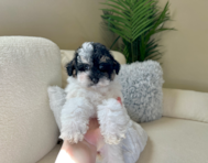 10 week old Poodle Puppy For Sale - Lone Star Pups