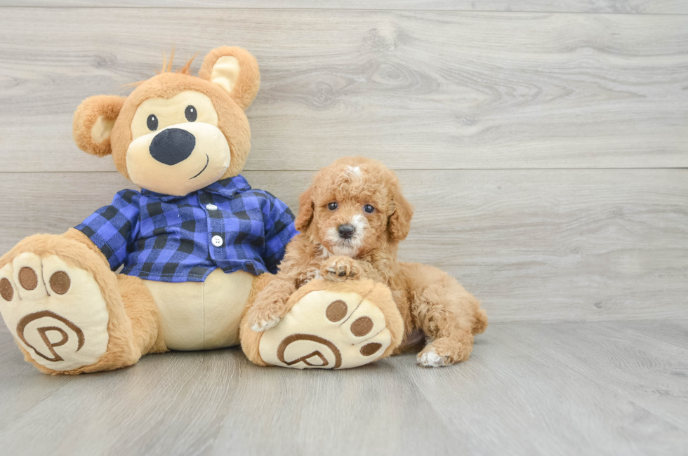 6 week old Poodle Puppy For Sale - Lone Star Pups