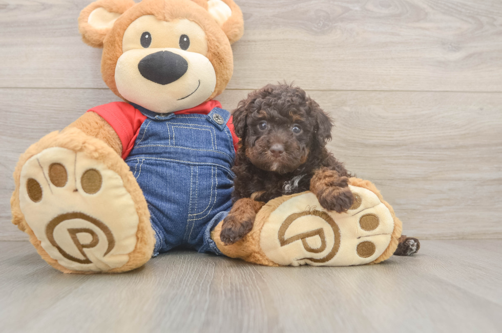 5 week old Poodle Puppy For Sale - Lone Star Pups