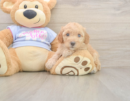 8 week old Poodle Puppy For Sale - Lone Star Pups