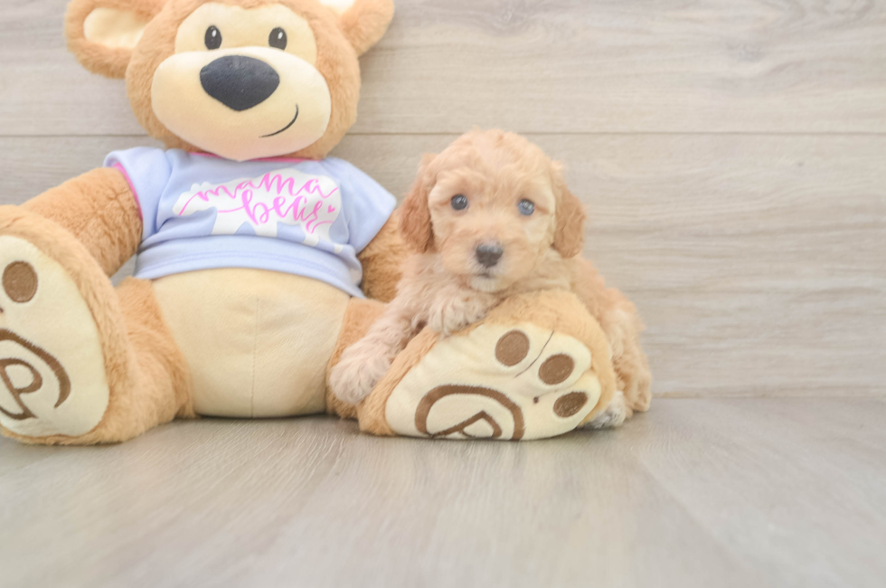 5 week old Poodle Puppy For Sale - Lone Star Pups