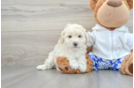 Akc Registered Poodle Purebred Pup