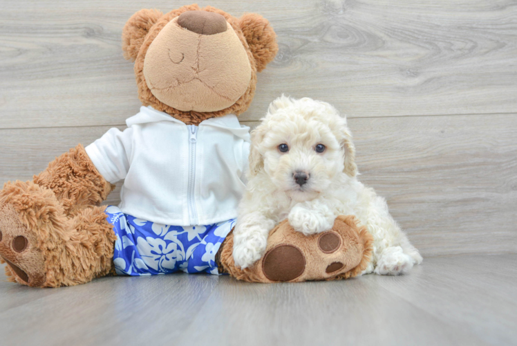 Best Poodle Baby