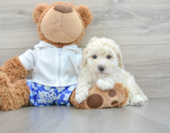8 week old Poodle Puppy For Sale - Lone Star Pups