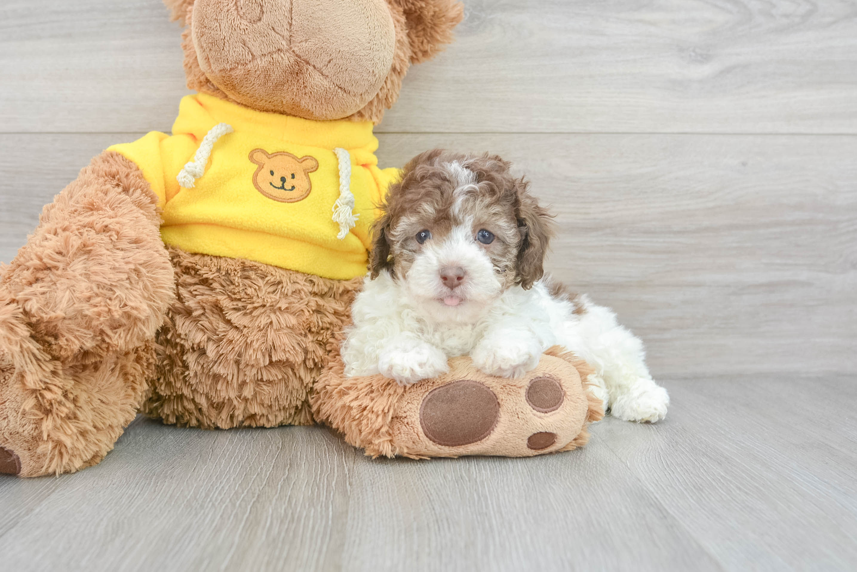 Toy poodle hotsell puppies for adoption