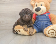 7 week old Poodle Puppy For Sale - Lone Star Pups