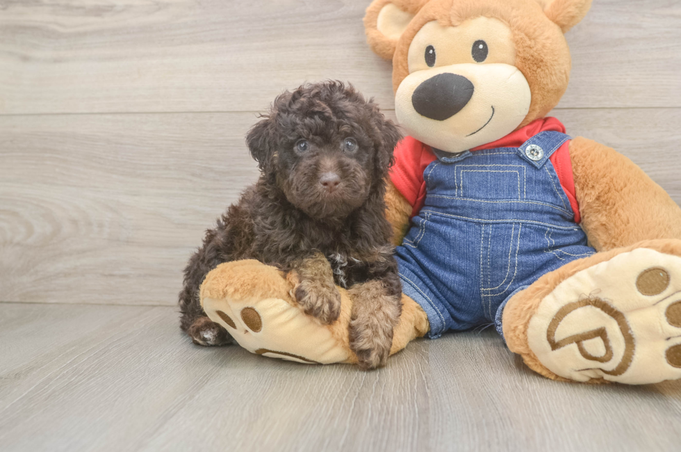 5 week old Poodle Puppy For Sale - Lone Star Pups
