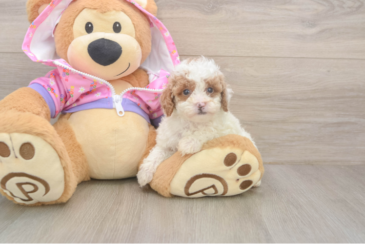 Poodle Puppy for Adoption