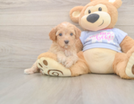 7 week old Poodle Puppy For Sale - Lone Star Pups
