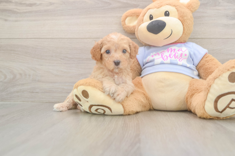 5 week old Poodle Puppy For Sale - Lone Star Pups
