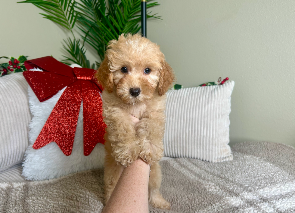 Poodle Puppy for Adoption