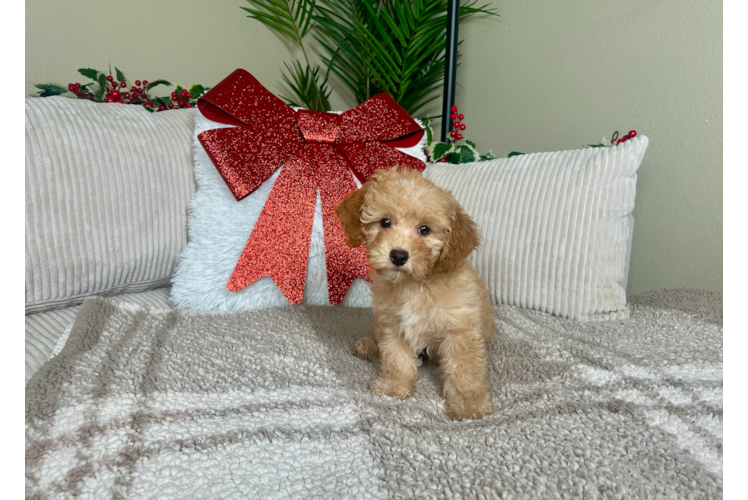 Cute Pudel Purebred Puppy