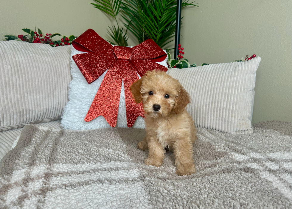 Cute Pudel Purebred Puppy