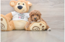 Adorable Toy Poodle Purebred Puppy