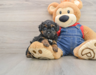 7 week old Poodle Puppy For Sale - Lone Star Pups