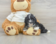 6 week old Poodle Puppy For Sale - Lone Star Pups