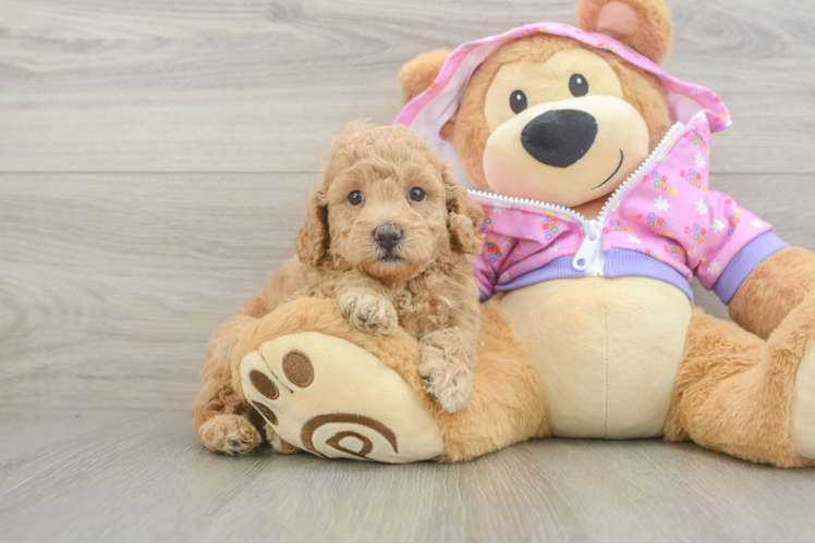 Smart Toy Poodle Purebred Puppy