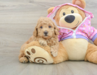 6 week old Poodle Puppy For Sale - Lone Star Pups