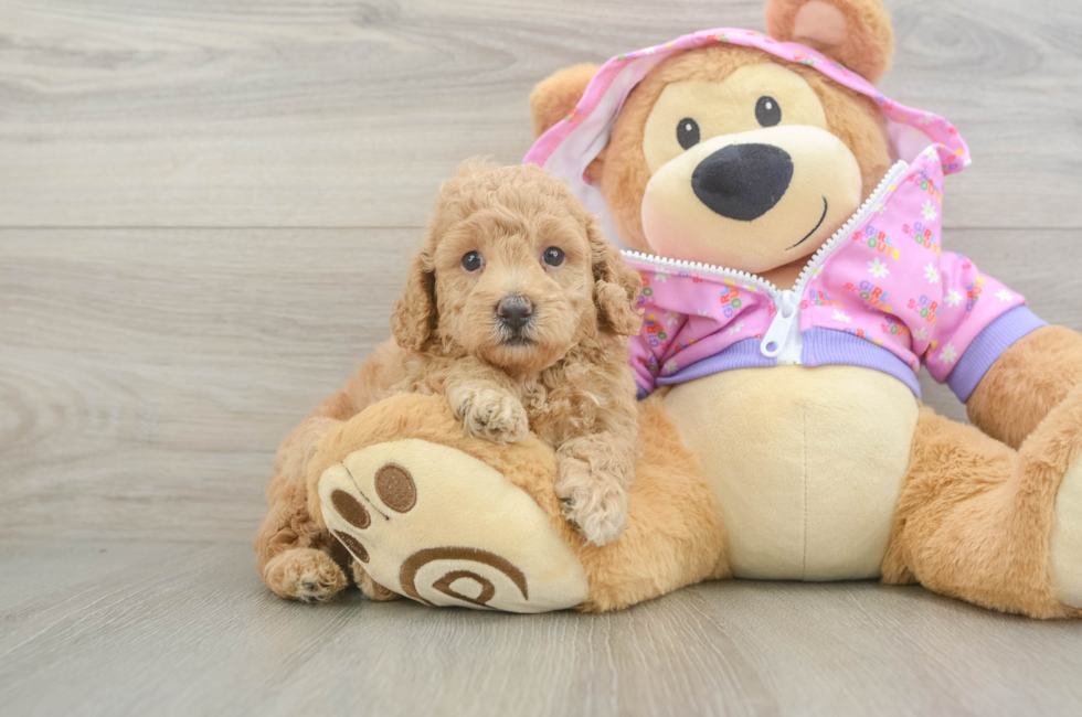 5 week old Poodle Puppy For Sale - Lone Star Pups